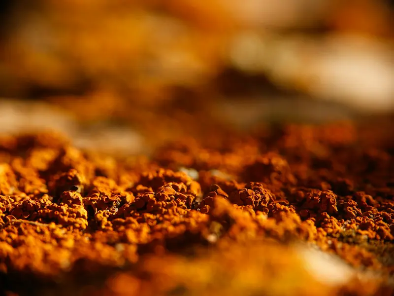 5 poudres ayurvédiques pour faire pousser vos cheveux