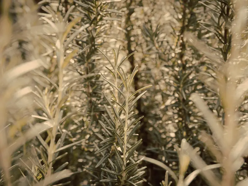 How rosemary oil works compared to Minoxidil ?